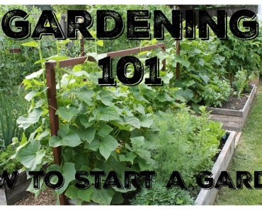 Gardening 101:  How To Start A Garden