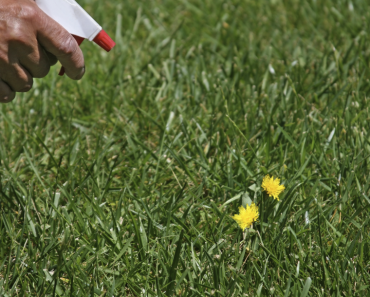 6 Best Weed Killer for Lawn Reviews 2019 | Top Liquid and Spray Options