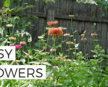 Favorite Flowers for Beginners: Growing Flowers from Seed Cut Flower Garden ???