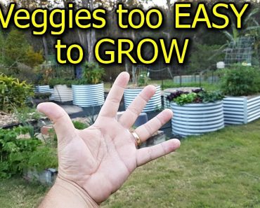 5 Vegetables that are too EASY to GROW in the Garden