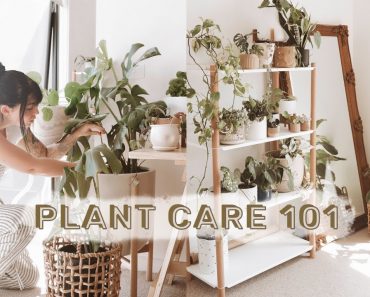 How To Care For Indoor Plants + GREENIFY YOUR SPACE