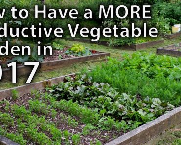 10 Ways to Make your Vegetable Garden More Productive in 2017…and Beyond!