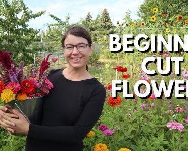 Cut Flower Garden for Beginners – From Seed to Bouquet