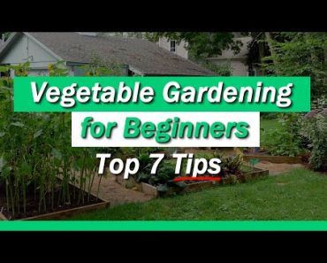 Vegetable Gardening for Beginners – 7 Tips You Must Know