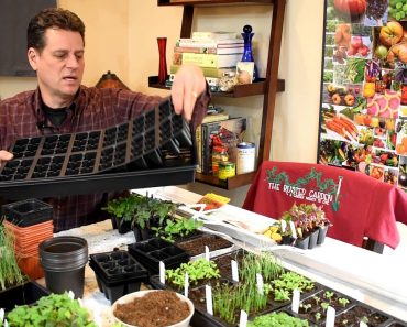 Gardening 101 Ep1: Indoor Vegetable Seed Starting Basics: Seeds, Starting Supplies & Lighting