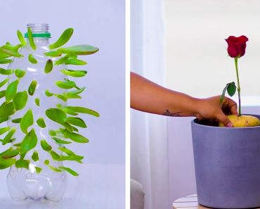 We're Rooting for These 12 Clever Plant Hacks! | DIY Gardening and Plant Tips by Blossom