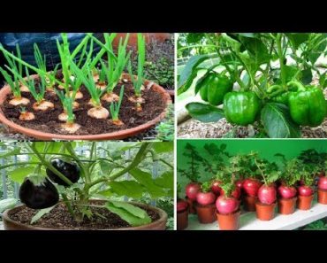 Top 10 easy to grow vegetables for beginners