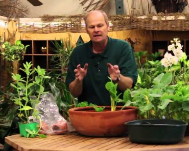 How to Grow Vegetables Indoors in a Pot