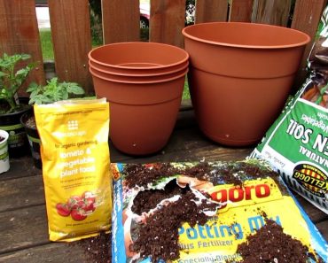 How to Start Your First Container Tomato, Pepper and Herb Garden: All the Steps to Get Started!