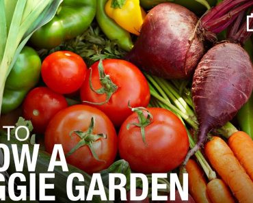 How to Grow a Vegetable Garden | Gardening Tips and Tricks