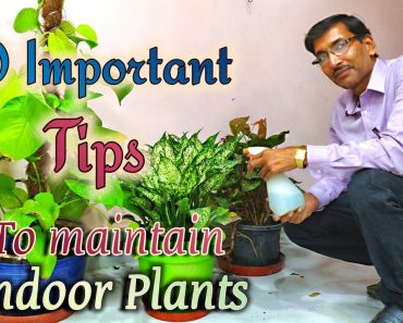 10 BEST TIPS To Maintain INDOOR PLANTS or HOUSE PLANTS.