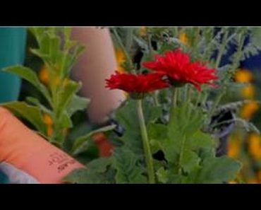 Garden Tips : The Best Quick Growing Flowers for a Cutting Garden