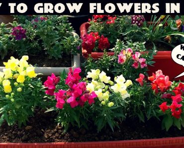 How To Grow Flower Plants At Home