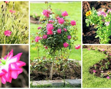 How To: Start A Flower Garden