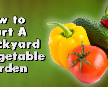 How to Start A Backyard Vegetable Garden