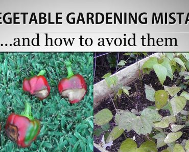 [ Watch This ] 10 Vegetable Gardening Mistakes and How to avoid them – Gardening Tips & Suggestions!