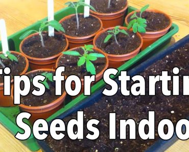Top Tips for Starting Seeds Indoors
