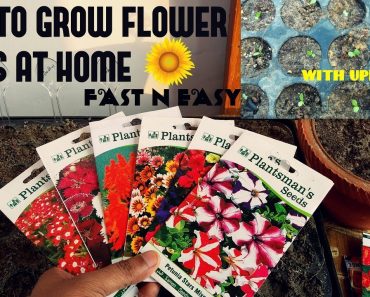 How To Grow Flower Seeds Fast (With Update)