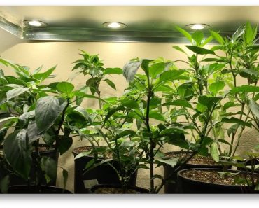 Best Indoor Growing Tips for Healthy Plants