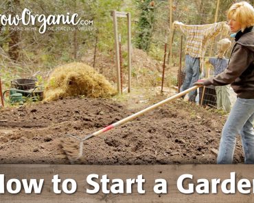 How to Start a Garden