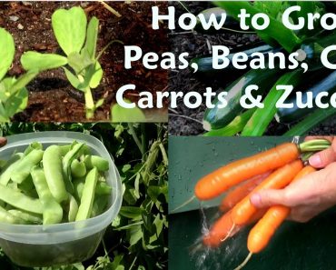 5 Easy Vegetables to Grow, Organic Gardening Tips for Beginners