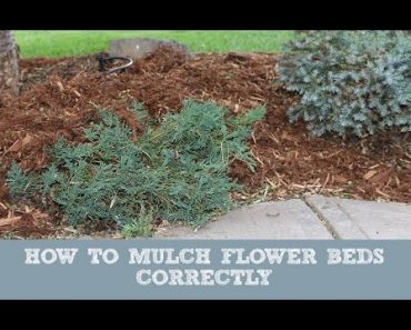How To Mulch Flower Beds Correctly: Gardening Tips