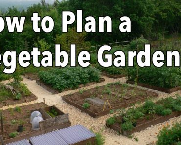 How to Plan a Vegetable Garden: Design Your Best Garden Layout