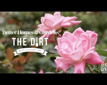 Roses for Beginners | The Dirt | Better Homes & Gardens