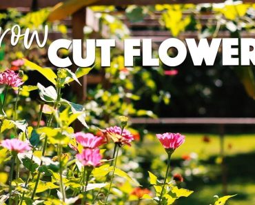 HOW TO GROW A CUT FLOWER GARDEN???/A BEAUTIFUL NEST