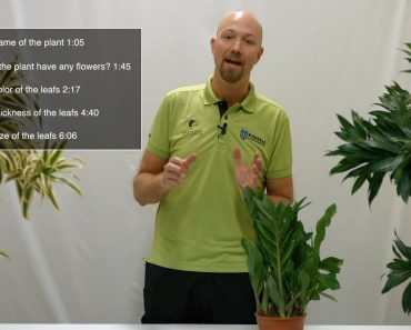 Tips and tricks Indoor plants