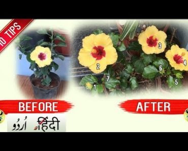 HOW TO GET MORE FLOWERS IN HIBISCUS PLANT: 10 TIPS | Bloom Boost Garden Tips and Tricks – Hindi Urdu