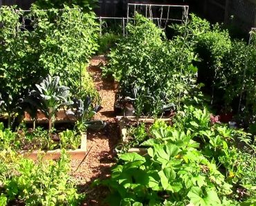 How to Grow a lot of Food in a Small Garden – 9 EZ tips