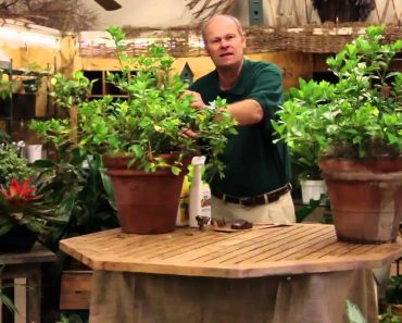 Care Tips for Indoor Gardenia Plants