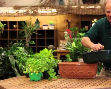 The Best Way to Grow Herbs Indoors