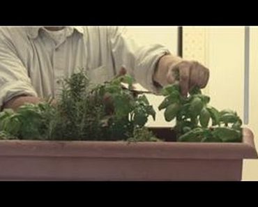 Beginners' Gardening Tips : How to Maintain an Indoor Herb Garden