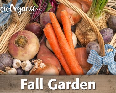 What to Plant In Your Organic, Fall Vegetable Garden