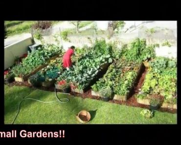 20 Small Garden Ideas on a Budget for Vegetables