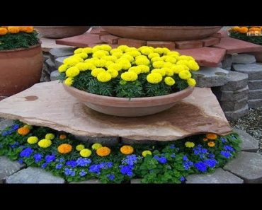 Top 10 easy to grow flower plants and seeds for beginners