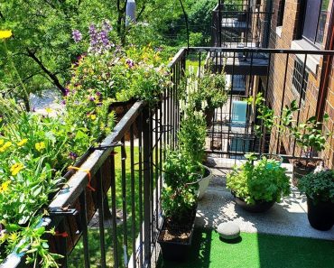 My Beginner Apartment Garden ? Container Gardening (fruit, herbs, native flowers)