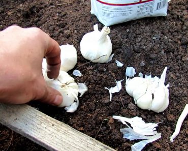 11 Tips for Successfully Planting Garlic in Your Vegetable Garden: Fall Planting!
