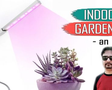 INDOOR GARDENING – An Introduction to Basics