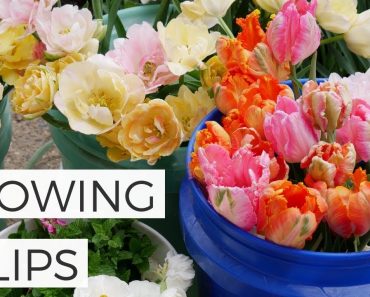 Planting + Growing Tulip Bulbs – Cut Flower Gardening for Beginners How to Grow Tulips