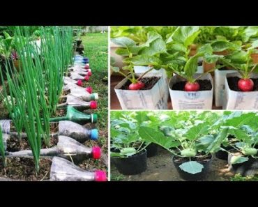 Top 9 easy to grow vegetables for beginners