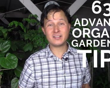 63 Advanced Organic Gardening Tips to Have the Best Vegetable Garden