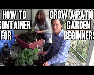 How to Grow an Easy Patio Apartment Container Garden for Beginners