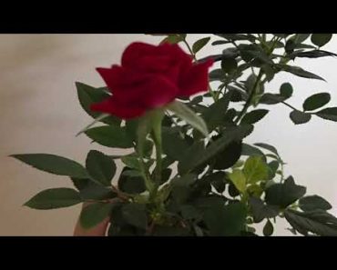 Indoor Rose Growing Tips