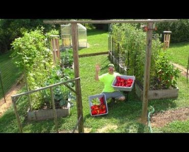 Grow a Vegetable Garden at Home JULY 26th container gardening how to start plant tomato seeds