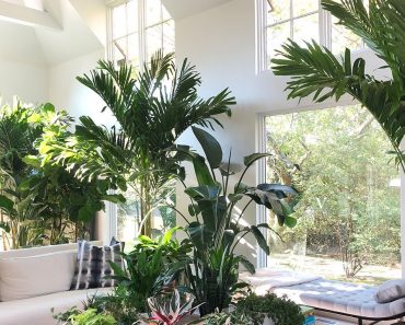 Houseplant Tour & Indoor Plant Care Tips