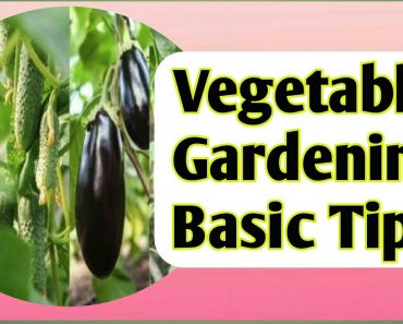 Gardening Tips For Beginners || How to Grow Best Vegetable