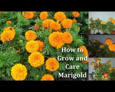 How to Grow and Care Marigold Flowers | Marigold More Blooming Tips // GREEN PLANTS